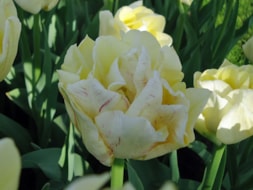 Keukenhof (9)
